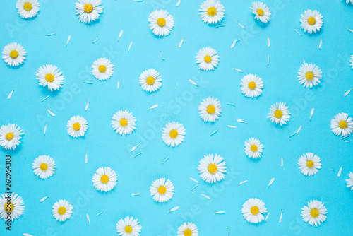 Flowers composition. Pattern made of chamomiles, petals on pastel blue background. Spring, summer concept. Flat lay, top view, copy space