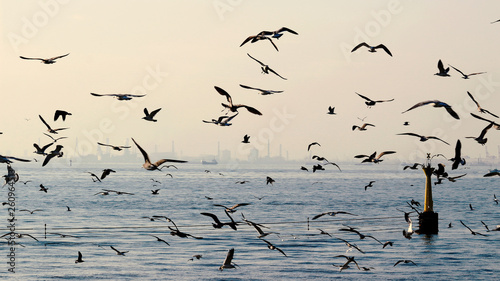 Flock of seagulls flying above the sea