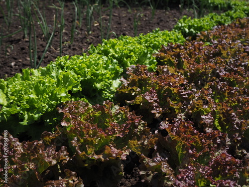 biological agriculture farm lettuce