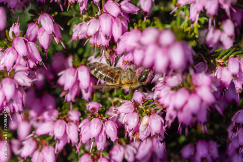 eine Biene sammelt auf einer Blume (Schneeheide) Honig photo