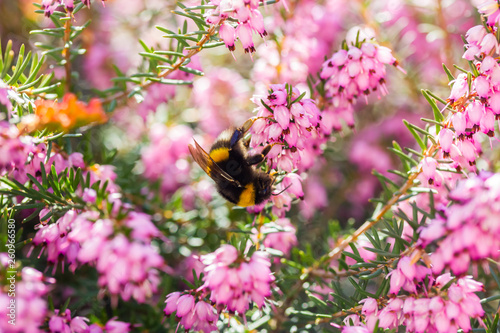 Obraz na płótnie eine Hummel sammelt auf einer Blume (Schneeheide) Honig w salonie