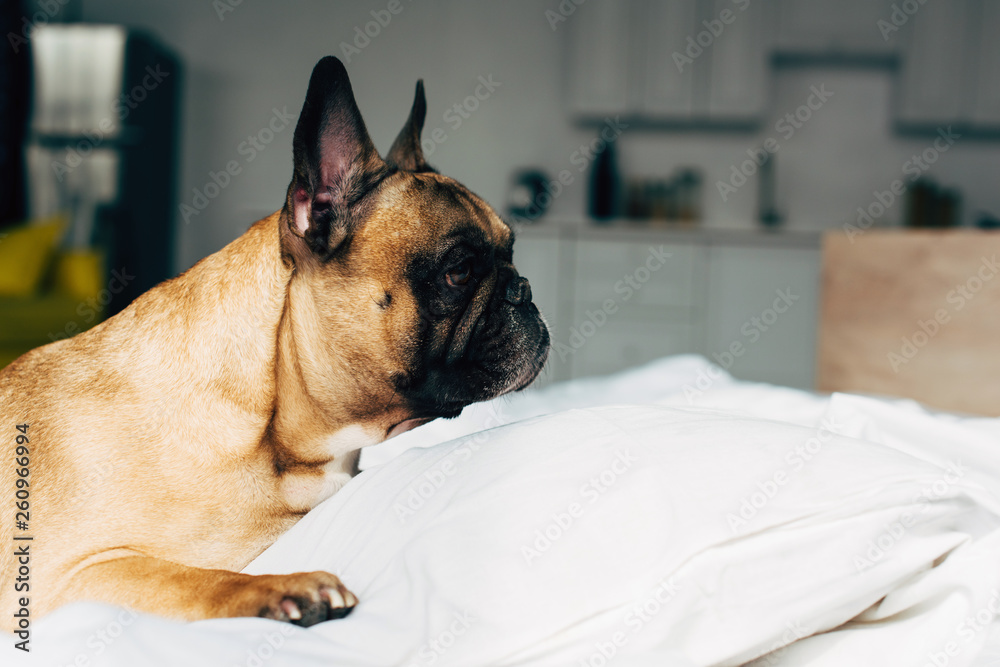 cute and purebred french bulldog lying near white pillow at home