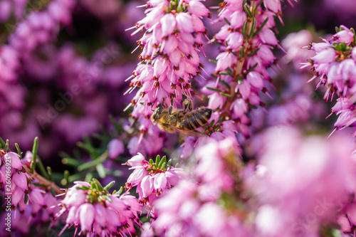 eine Biene sammelt auf einer Blume (Schneeheide) Honig photo