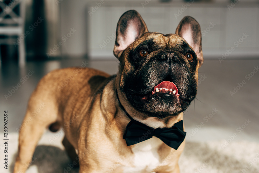 adorable french bulldog in black bow tie standing at home