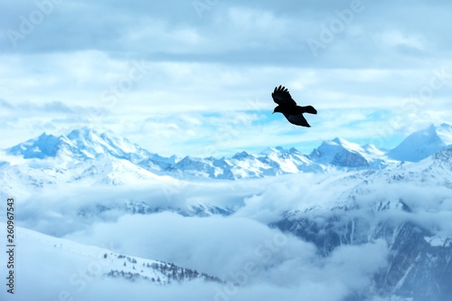 Yellow billed chough flying in front of swiss alps scenery. Winter mountains. Bird silhouette. Beautiful nature scenery in winter. Mountain covered by snow, glacier. Panoramatic view, Switzerland © Ji