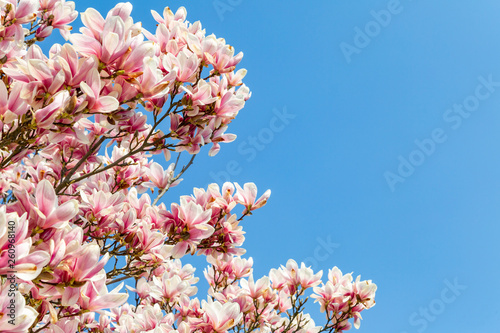 Magnolie vor blauem Himmel im Frühling