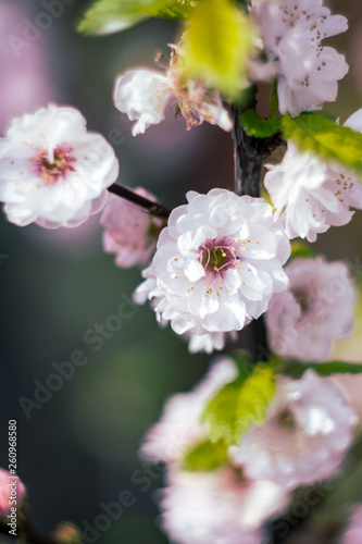 Cherry blossom spring flowers background