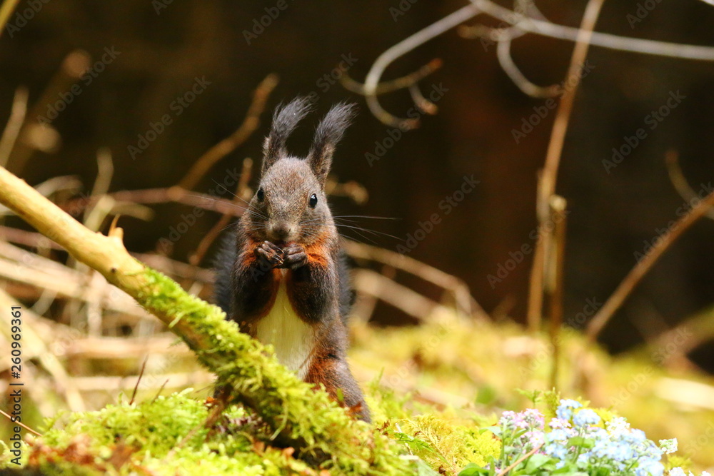 Obraz premium Eichhörnchen