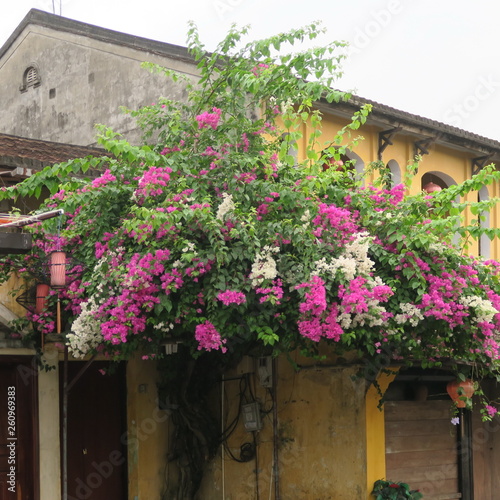 in the morning in "hoi an" the city of tailors and lampions beautiful old town with river boats and many flowers at the houses, only in the morning without many tourists central vietnam march 2019