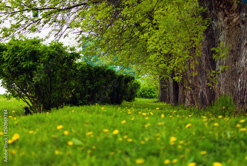 lawn in the park where trees and bushes grow. green spring photo