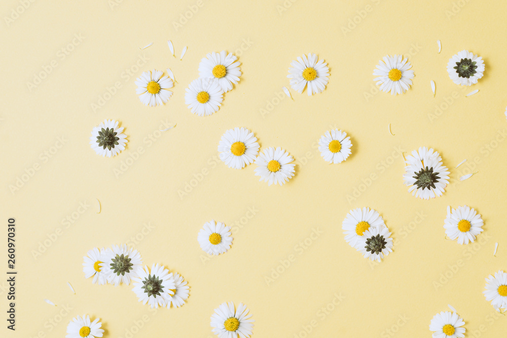 Flowers composition. Chamomile flowers, petals on pastel yellow background. Spring, summer concept. Flat lay, top view, copy space