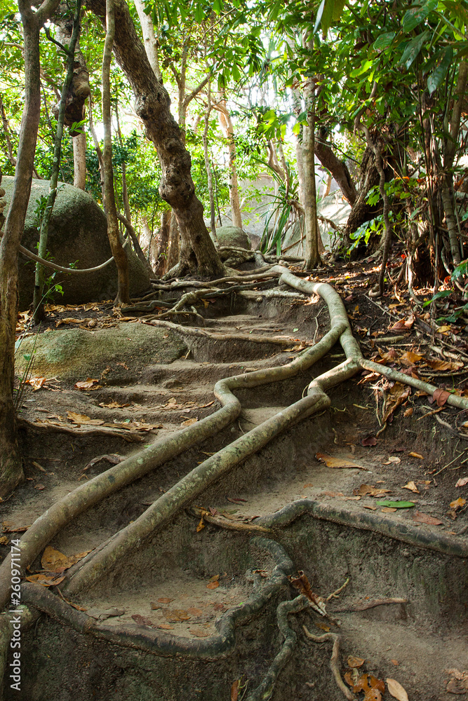 Tree roots in the rainforest. Jungle. Stones and plants. Footpath in the forest.
