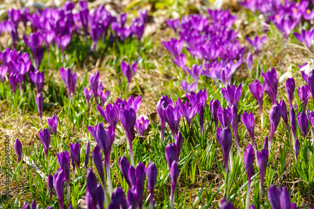 Crocus, plural crocuses or croci is a genus of flowering plants in the iris family. Crocus, plural crocuses or croci is a genus of flowering plants in the iris family.