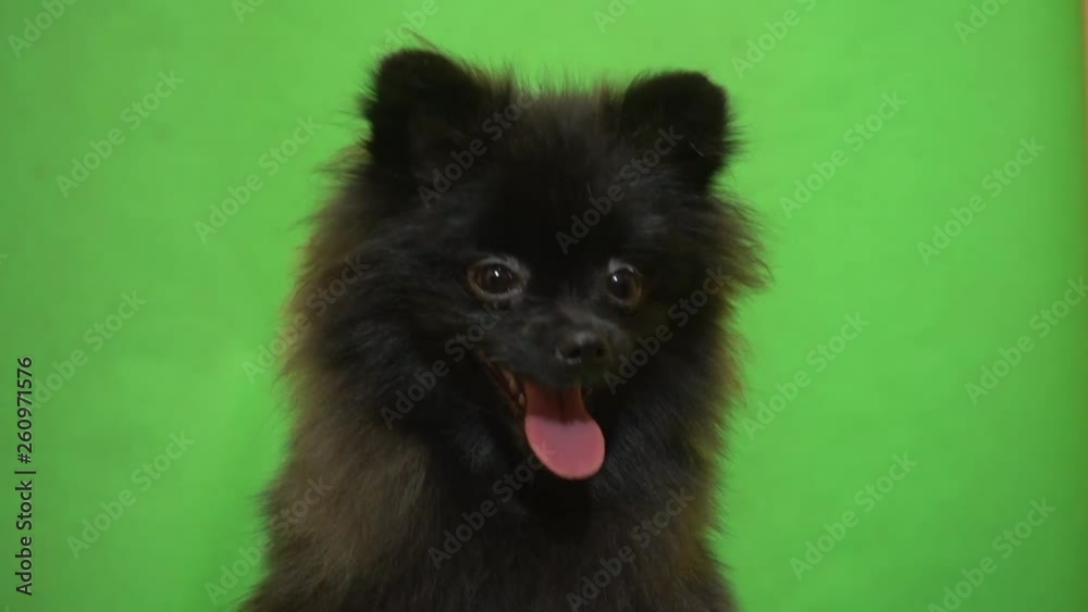 portrait of black pomeranian spitz on green screen portrait of black pomeranian spitz on green screen