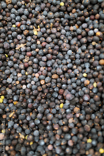 Dried healthy organic juniper berries. Background texture