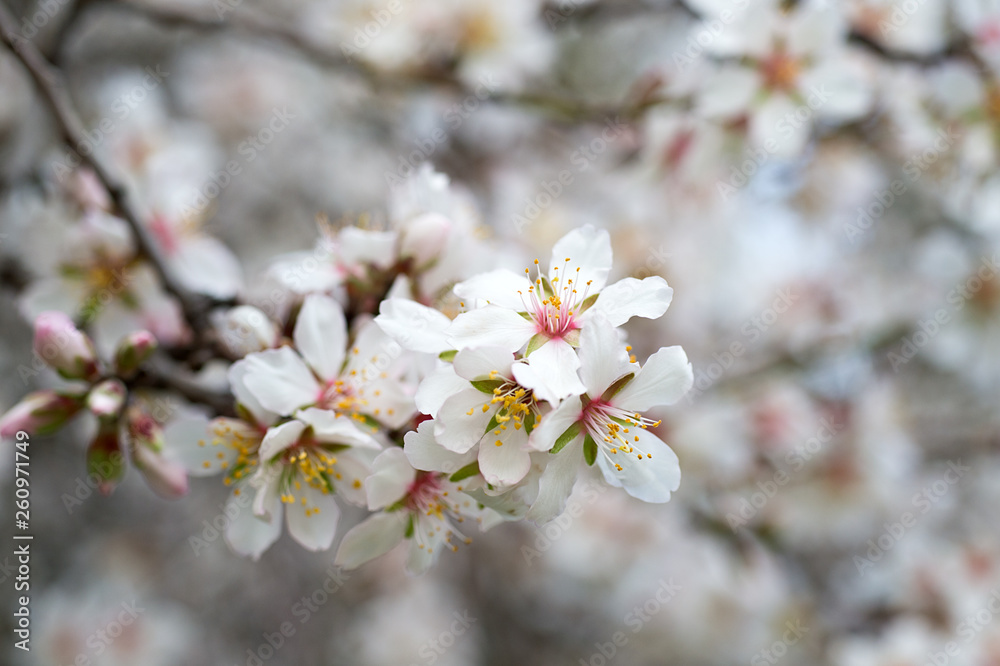 Blossoming almond tree branches, the background blurred.