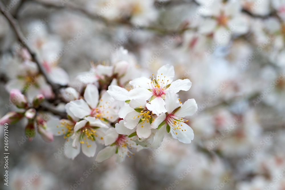 Blossoming almond tree branches, the background blurred. Blossoming almond tree branches, the background blurred.