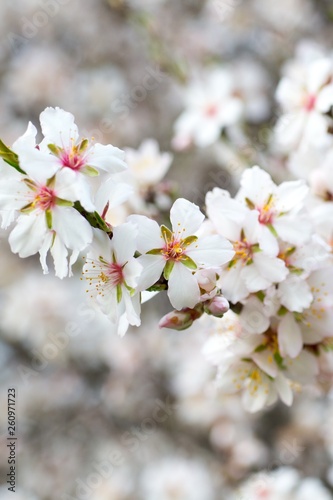Blossoming almond tree branches  the background blurred.
