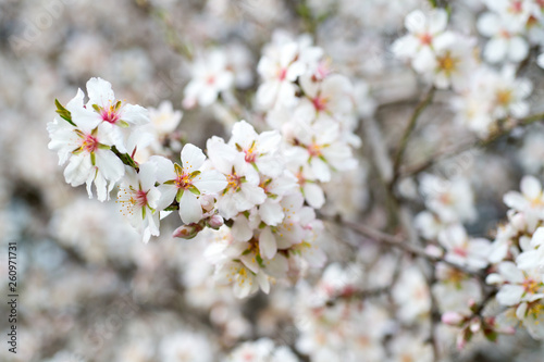 Blossoming almond tree branches  the background blurred.