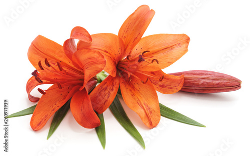Tiger lily with leaves.