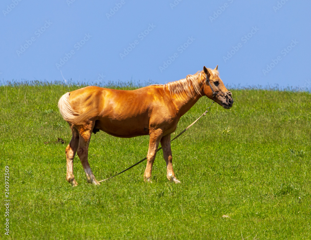 Fototapeta premium Portrait of a horse in the pasture in spring