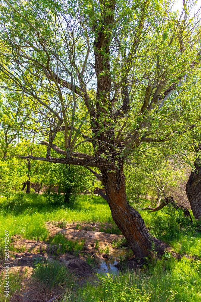 Tree in the steppe near the river in the spring Tree in the steppe near the river in the spring