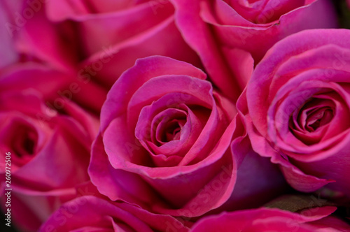 pink red roses