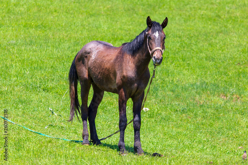 Portrait of a horse in the pasture in spring