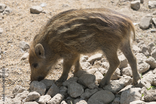 Kleine Schweinerei: Wildschwein Junges - Frischling © tina7si