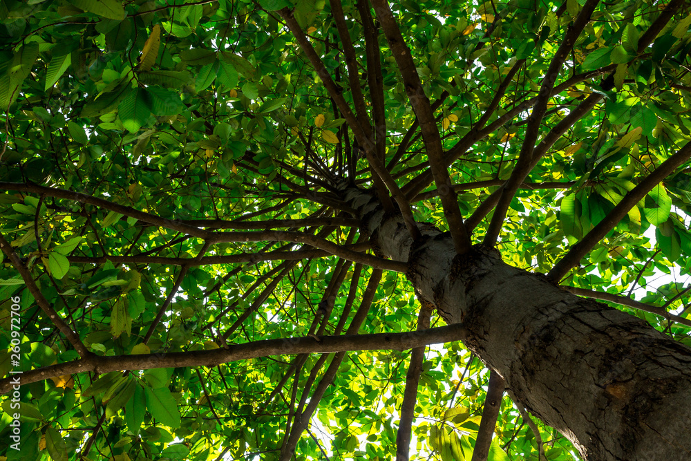 Fototapeta premium Background of nature