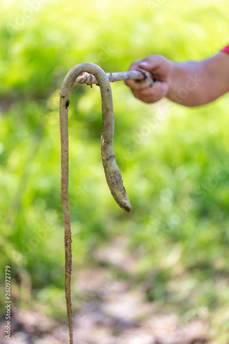Dead snake hanging on a stick
