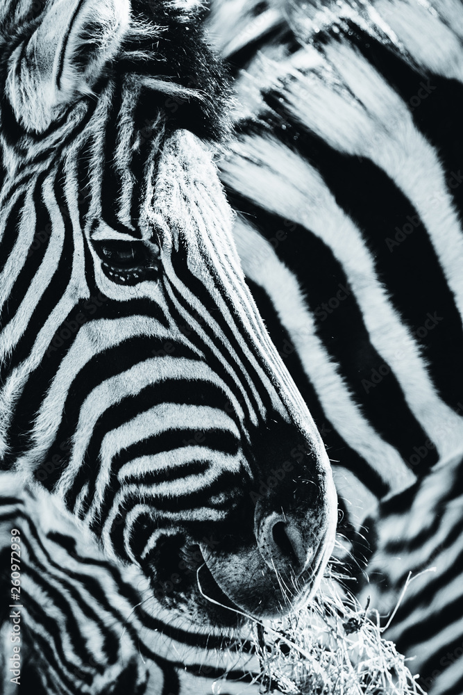Zebra, Schwarz-Weiß - obrazy, fototapety, plakaty 