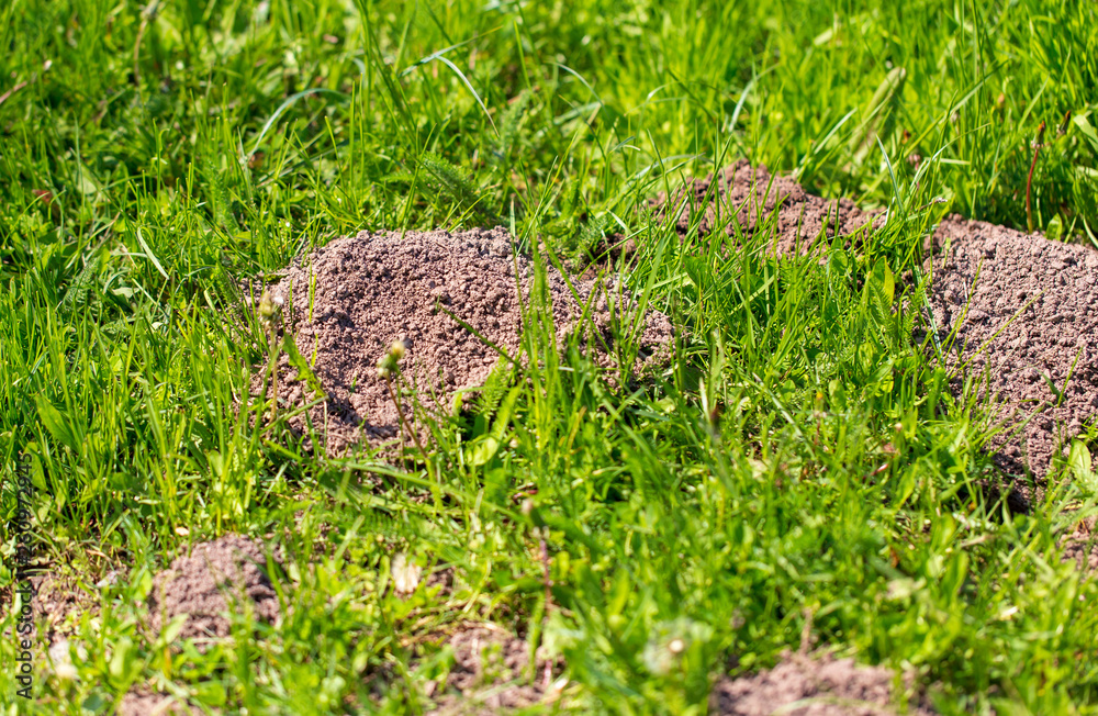 Mole dug in the ground in spring Mole dug in the ground in spring