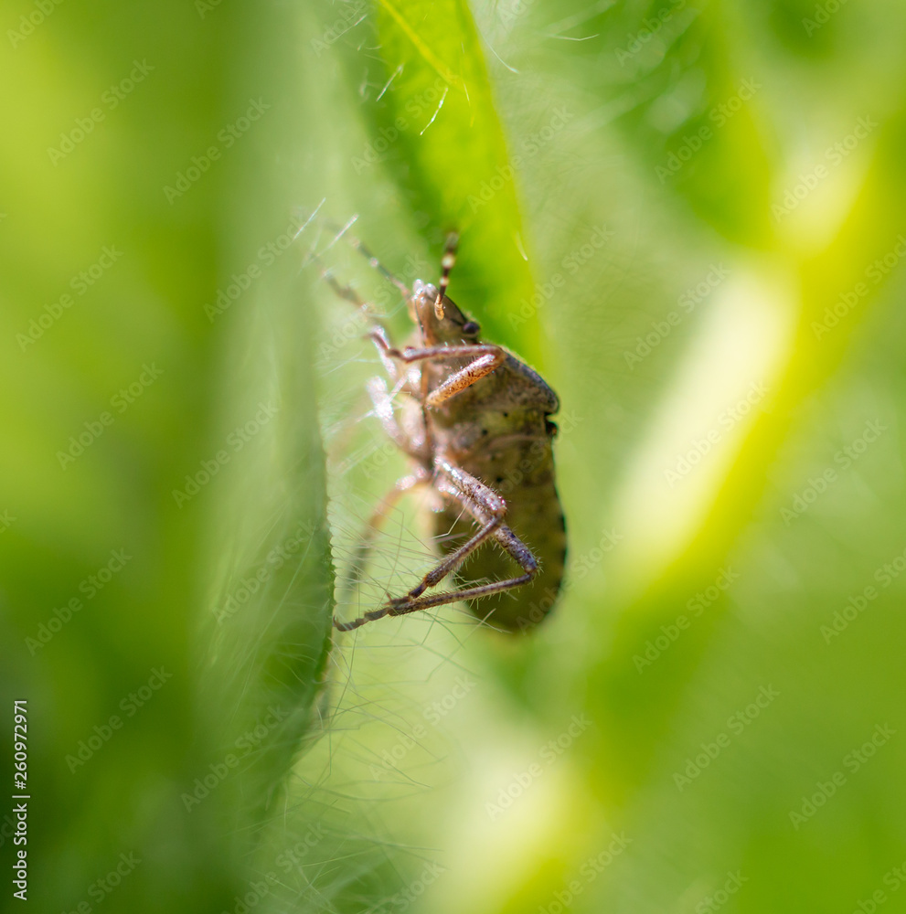 Fototapeta premium bedbug in nature in spring