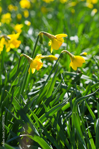 Narcissus in the garden. Yellow Daffodils.