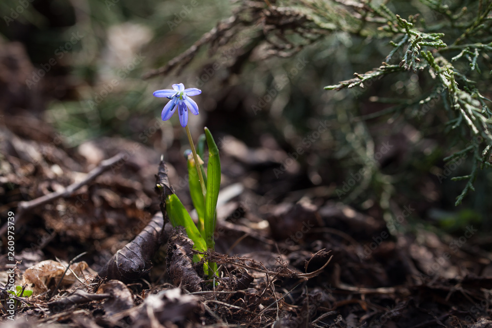 Early spring. Primroses in a coniferous forest. Early spring. Primroses in a coniferous forest.