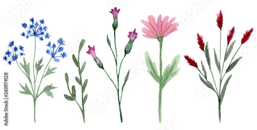 Set of watercolor wildflowers isolated on white background. Hand drawn painted flowers illustration. Flower clipart. Summer disign