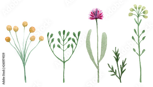 Set of watercolor wildflowers isolated on white background. Hand drawn painted flowers illustration. Flower clipart. Summer disign