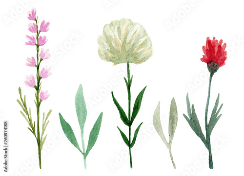 Set of watercolor wildflowers isolated on white background. Hand drawn painted flowers illustration. Flower clipart. Summer disign