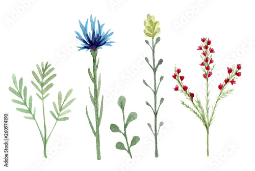 Set of watercolor wildflowers isolated on white background. Hand drawn painted flowers illustration. Flower clipart. Summer disign