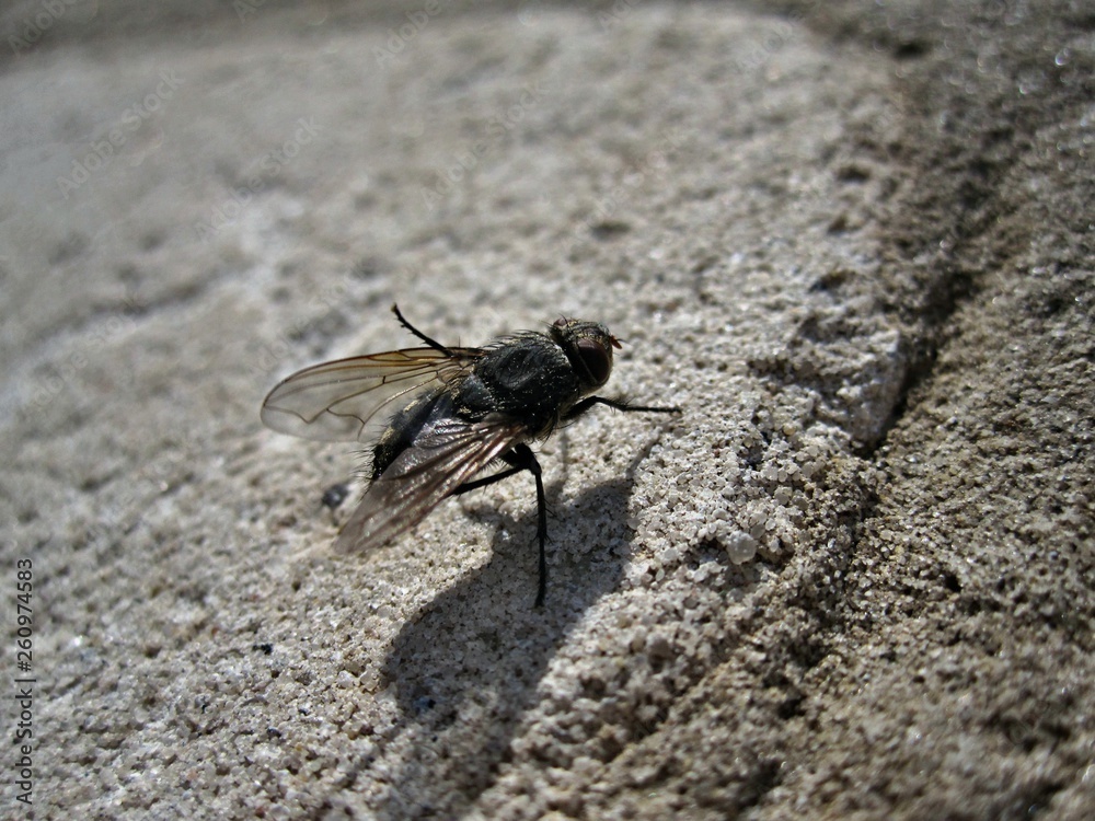 A fly on a stone wall A fly on a stone wall