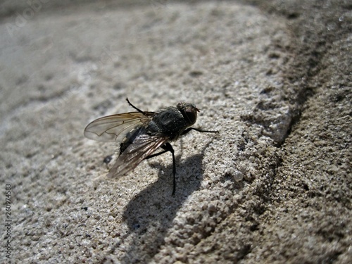 A fly on a stone wall