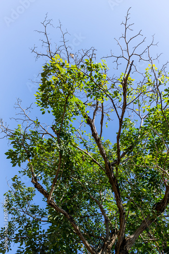 Background of nature