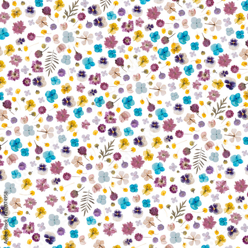 flat pressed dried flower pattern isolated on white background