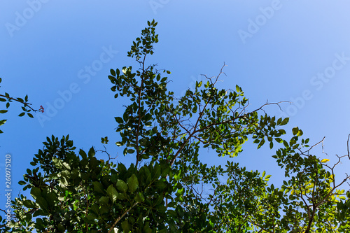 Background of nature