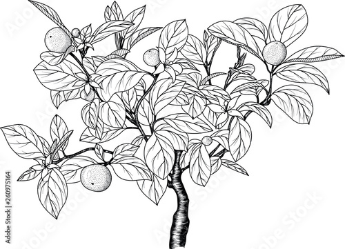 Hand drawn image of an orange (tangerine) tree. An ink-drawn sketch. Vector EPS 10.