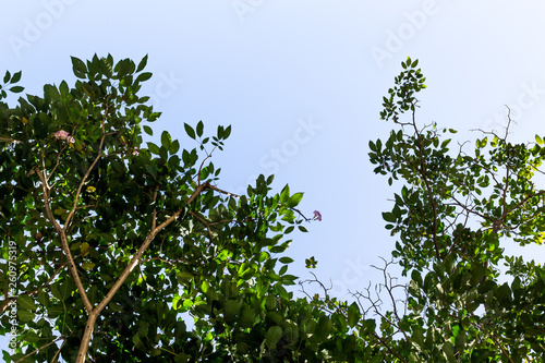 Background of nature