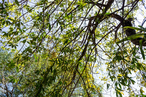 Background of nature