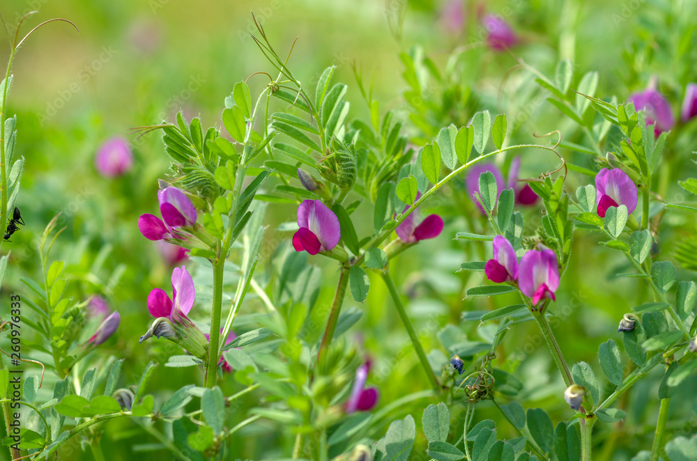 カラスノエンドウ Stock Photo Adobe Stock