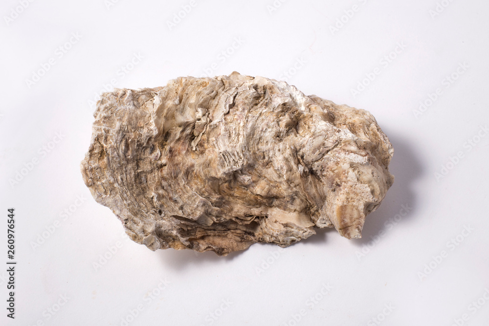 Fresh opened oyster shell on white background